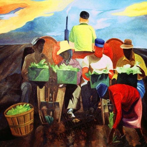 Setting Out Tobacco