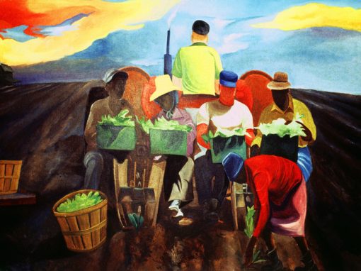 Setting Out Tobacco