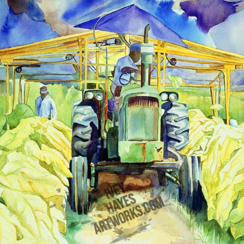 Harvesting Tobacco