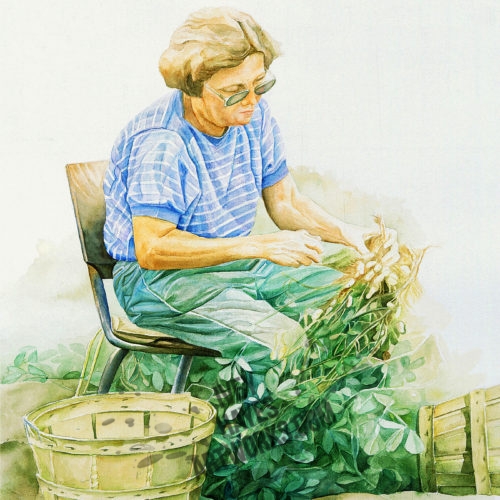 Harvesting Peanuts