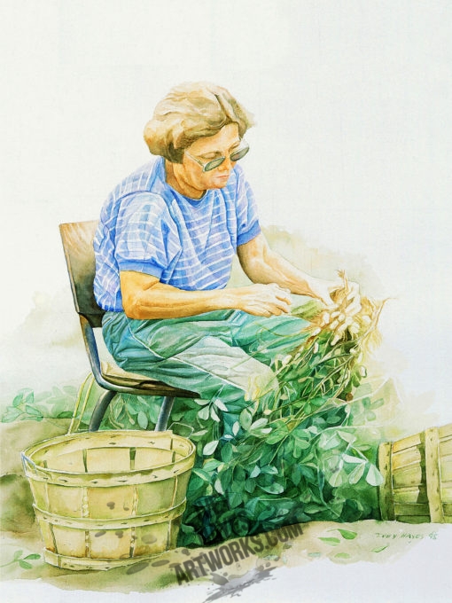 Harvesting Peanuts