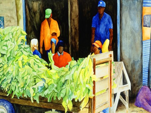 Putting in Tobacco