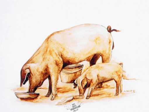 Hogs