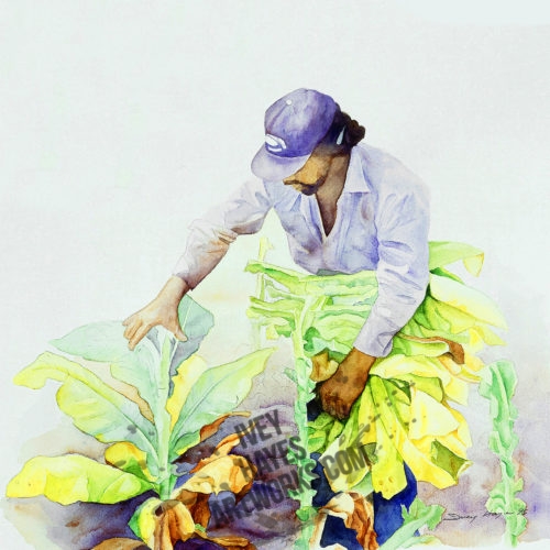 Tobacco Cropper I