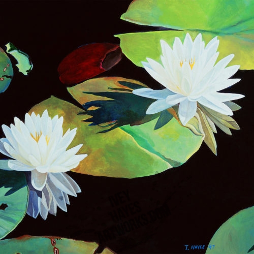 Water Lillies