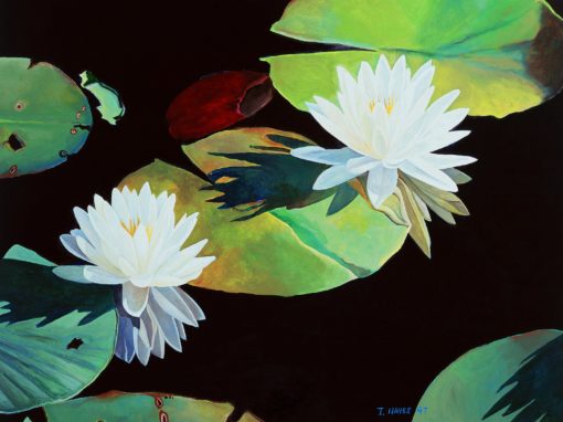 Water Lillies