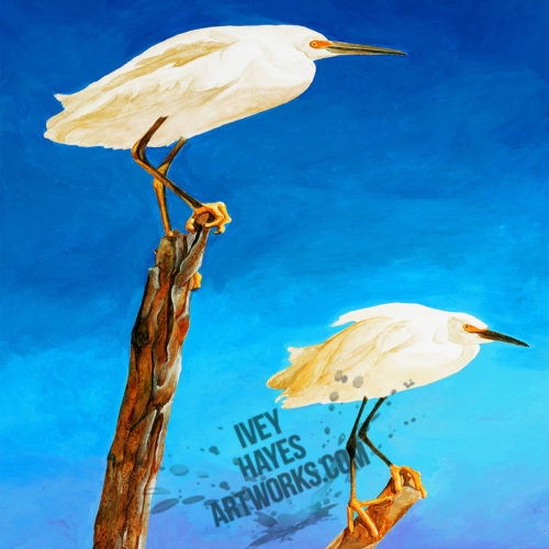 Egrets
