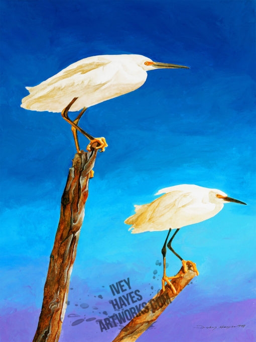 Egrets