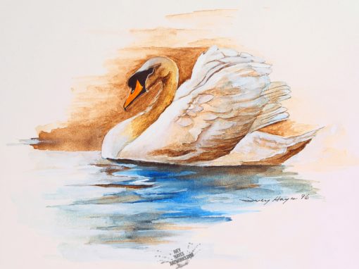 Swan